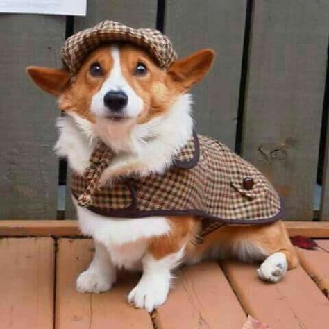 Oh My Corgi on Twitter: "… ". Sherlock Holmes, I presume Corgi Costume, Corgi Drawing, Small Dog Coats, Pembroke Welsh Corgi Puppies, Pet Sweaters, Puppy Accessories, Corgi Funny, Cute Dog Pictures, Dog Products