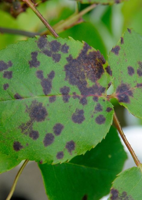 Rose black spot is a fungal disease affecting the foliage. Dark purple-black spots appear on the leaves and stems. Spores overwinter to reinfect the leaves the following year. Peggy Martin Rose, Black Spot On Roses, Martin Rose, Blackberry Leaves, Ground Cover Roses, Garden Problems, Types Of Roses, Shrub Roses, Rose Stem