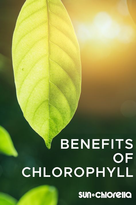 At the core of every plant cell that makes food through photosynthesis is a special green substance called chlorophyll. It's like the plant's power source, helping it turn sunlight, water, and carbon dioxide into the food it needs to grow.

This green magic isn't just important for plants—it's vital for us too.  
Click to learn more about the benefits of chlorophyll 🍃 Benefits Of Chlorophyll, Healing Remedies, Green Magic, Chemical Structure, Water Molecule, Plant Cell, Molecular Structure, Respiratory Health, Carbon Dioxide