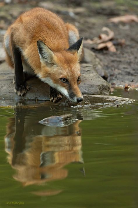 Art Class, Art Classes, Fox, Lake, Drawings, Water, Animals, Art, Nature