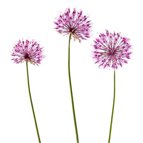 ALLIUM - Flowers We Love - Flower.Style Magazine Alium Flower, Allium Giganteum, Flower Dictionary, Allium Flowers, Roman Love, Flower Style, Language Of Flowers, Easy Learning, Style Magazine