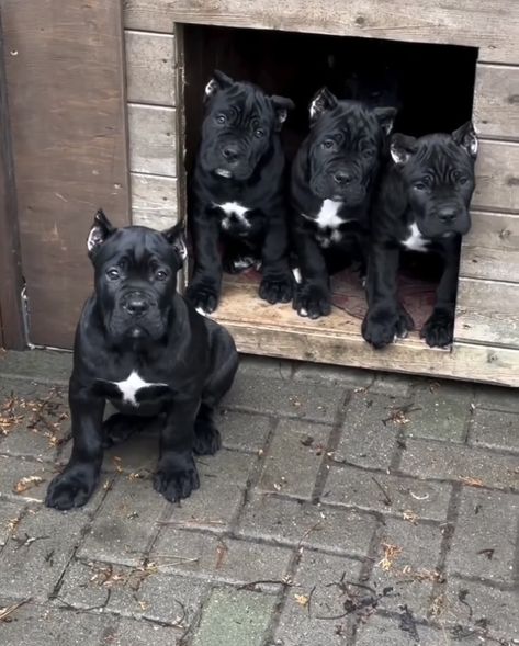 Black Cane Corso Puppies, Can Corso Dogs, King Corso Dog, King Corso, Black Cane Corso, Cane Corso Puppies, Mastiff Puppies, Cane Corso Dog, Corso Dog