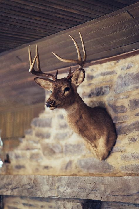 Preserved Deer Head on wall of Hunting Lodge Creative photography Inspiration #awesomephotography #amazingphotography #landscapephotography #fineartphotography #familyphotography #creativephotography #aestheticphotography #photographyideas #learnphotography #photographyinspiration #stocksy #stocksyunited Creative Photography Inspiration, Dark Wood Floors Living Room, Animal Head Decor, Tavern Decor, Deer Head Decor, Deer Heads Mount, Taxidermy Deer, Above The Fireplace, Deer Head Wall Decor