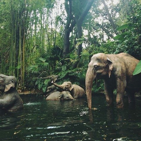 Asian elephants in a watering hole Elephant Love, An Elephant, Cute Creatures, Animal Planet, Sun Catcher, Animals Friends, Beautiful Creatures, Animal Kingdom, Animal Photography