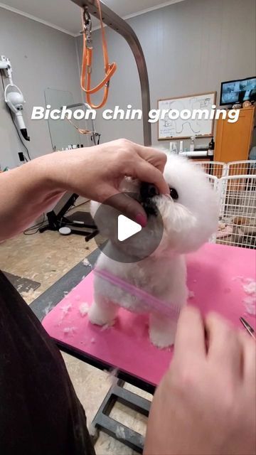 Grooming Dogs At Home, Bichon Frise Haircut Styles, Bichon Havanais, Dog Haircuts, Bichon Frise, April 15, Pet Grooming, Dog Grooming, Kirby