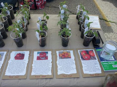 My first farmers market display Plant Farmers Market, Farmers Market Vegetable Display, Farmers Market Stall Display Ideas, Farmers Market Sales Ideas, What To Sell At Farmers Market Ideas, Things To Sell At Farmers Market Diy, Plant Market Stall Ideas, Farmers Market Aesthetic Display, Selling Plants At Farmers Market