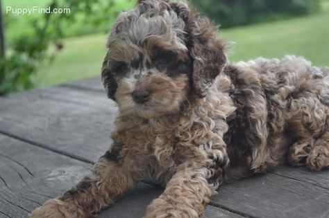 Chocolate merle cockapoo Merle Cavapoo, Merle Cockapoo, Chocolate Merle Cockapoo, Cockapoo Dog, Cockapoo Puppies, Animal Advocacy, Yorkshire Terrier Puppies, Doodle Dog, Puppy Pictures