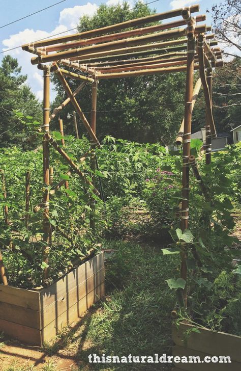 diy bamboo trellis Diy Garden Arbor, Bamboo Arbor, Bamboo Projects, Diy Bamboo, Garden Archway, Bamboo Ideas, Rustic Pergola, Bamboo Diy, Bamboo Building