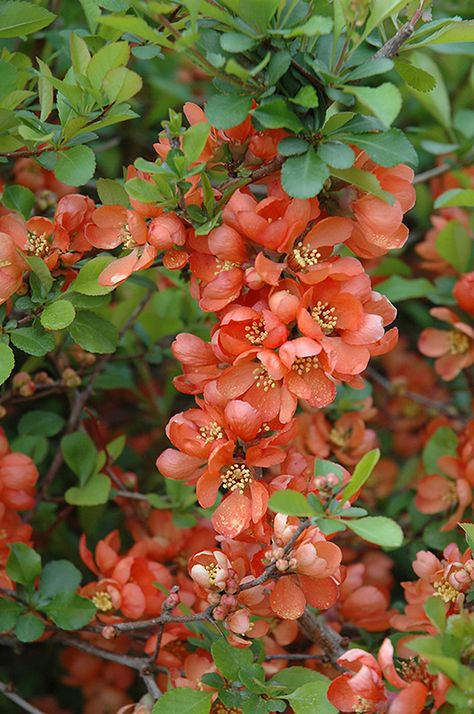 Dune Garden, Asian Inspired Garden, Georgia Gardening, Chaenomeles Japonica, Garden Proposal, Japanese Garden Plants, Pencil Flowers, Japan Flowers, Japanese Quince