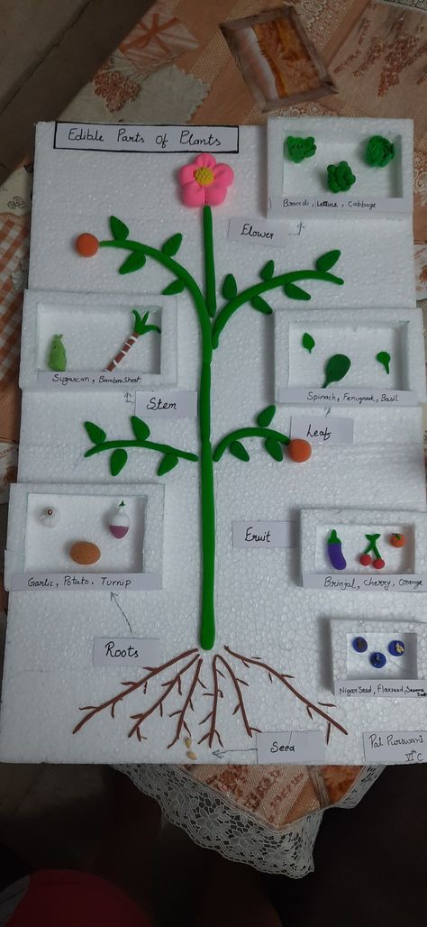 school project edible parts of plant. made by super soft clay. Edible Parts Of A Plant Activity, Edible Parts Of A Plant, Botany Projects Ideas, Plant Model Project, Science Project For Class 6, Parts Of Plants Project For Kids, Parts Of Plant Project, Evs Tlm, Flower Science