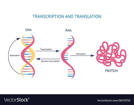 Rna Transcription, Model Dna, Dna And Rna, Transcription And Translation, Verse Art, Bible Verse Art, Transcription, Genetic, Business Names