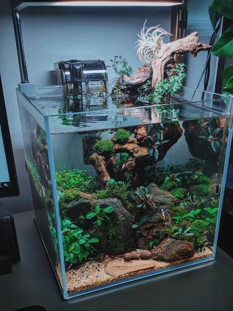 Bio Fish Tank, Asian Fish Tank, Cube Fish Tank Ideas, Live Fish Tank, Aquarium Fish Tank Ideas, Aquarium Tank Ideas, Fish Tank Inspiration, Shrimp Aquarium Ideas, Shrimp Fish Tank