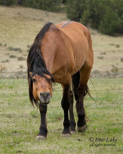 Horse Reference Photos, Mustang Stallion, Horse Poses, Horse Reference, Horse Anatomy, Horse Inspiration, Mustang Horse, Easy To Draw, Wild Mustangs