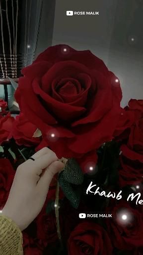 #Lovesongstatus #Femalesadsongstatus Happy Rose Day My Love Video, Love Rose Romantic, Loving Video, New Song Status, Female Songs, B Love, Love Yourself Lyrics, Bridal Songs, Rose Love