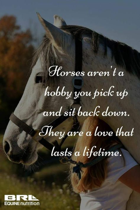 Equine Quotes, Funny Horse Memes, Cowgirl Quote, Inspirational Horse Quotes, Horse Riding Quotes, Equestrian Quotes, Racing Quotes, Cowgirl Quotes, Riding Quotes