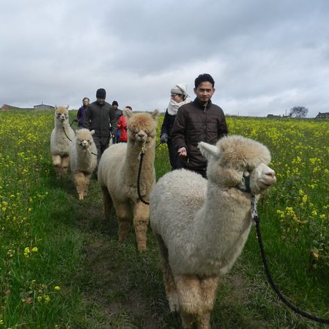 Alpaca Walking, Trouble Boy, Vision Board Goals, State School, The Foster, Yorkshire England, Alpaca, Walking, Road Trip