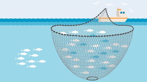 Purse Seine fishing gear illustration Commercial Fishing, Sustainable Fishing, Fishing Vessel, Open Ocean, Surface Water, Modern Bedroom Design, Small Boats, Open Water, Sea Birds