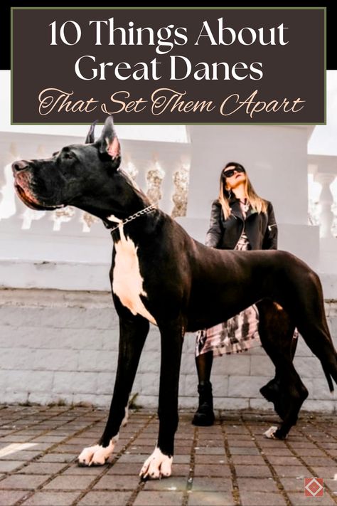 🐶 The Great Dane is a dog breed that's larger than life in both size and personality. Uncover 10 incredible facts that highlight what makes this breed so distinctive, from their history as noble companions to their gentle temperament. A must-read for anyone interested in this towering breed! #GreatDane #DogBreeds #BigDogs Great Dane Temperament, The Great Dane, Tallest Dog, Beautiful Dog Breeds, Big Dog Breeds, Great Danes, Dane Dog, Great Dane Dogs, Larger Than Life