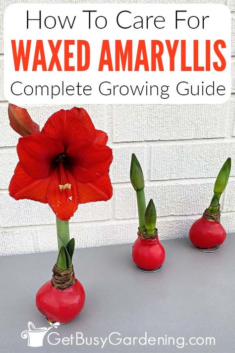 If you’ve received a waxed amaryllis bulb this year, you might be wondering what they’re all about. In this guide on caring for a waxed amaryllis, I’ve shared tons of useful tips about what they are, why they’re coated, and how they grow. You’ll discover why they’re sometimes referred to as waterless amaryllis, and what steps you’ll need to take to enjoy the gorgeous blooms. I’ve also shared what you can do when the flowers are spent and how you can save the bulbs and enjoy them for more years. Wax Bulb Amaryllis, Wax Dipped Amaryllis Bulb, Waxing Amaryllis Bulbs, Waxed Amaryllis Bulbs Care, Waxed Amaryllis Bulbs Diy, Waxed Amaryllis Bulbs, Amaryllis Care, Soil Fertilizer, Jade Plant Care