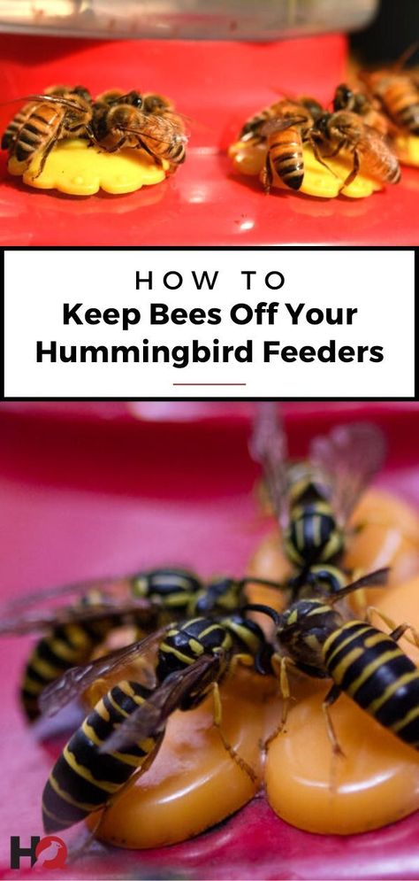 How To Keep Bees, Homemade Hummingbird Nectar, Getting Rid Of Bees, Bee Business, Hummingbird Nectar Recipe, Diy Hummingbird Feeder, Backyard Birds Watching, Backyard Birds Sanctuary, Hummingbird Food