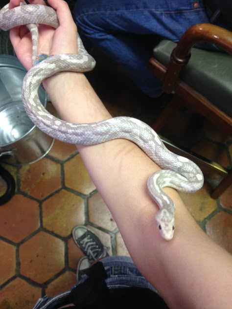 Ghost Corn Snake, Cute Corn Snake Pets, Corn Snake Videos, Corn Snake Cute, Corn Snake Terrarium, Corn Snakes Pet, White Corn Snake, Cornsnake Morphs, Corn Snake Morphs