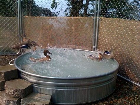 nice little duck pool Stock Tank Duck Pond Ideas, Stock Tank Duck Pond, Duck Pool Ideas, Duck Pool, Duck Houses, Kiddy Pool, Duck Pens, Backyard Ducks, Duck Coop