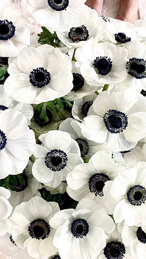 Goth Garden, Gothic Garden, White Anemone, Flowers For Sale, Anemone Flower, Moon Garden, White Gardens, Pretty Plants, Black Flowers