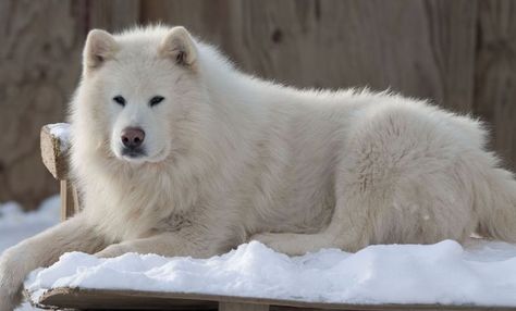 Giant Alaskan Malamute White Coat Giant Malamute, Giant Alaskan Malamute, Alaskan Malamute Puppies, Malamute Husky, Giant Dog Breeds, Malamute Dog, Malamute Puppies, Alaskan Husky, Terra Nova