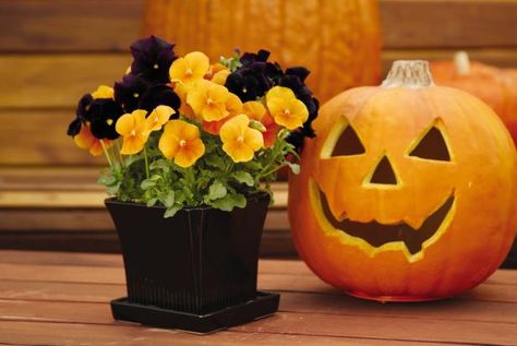 Fire up fall color with some can’t-miss container garden recipes. Fall Pansies Containers, Fall Pansies, Container Garden Recipes, Fall Hanging Baskets, Pansy Garden, Fall Container Gardens, Hgtv Garden, Fall Containers, Fall Garden Vegetables