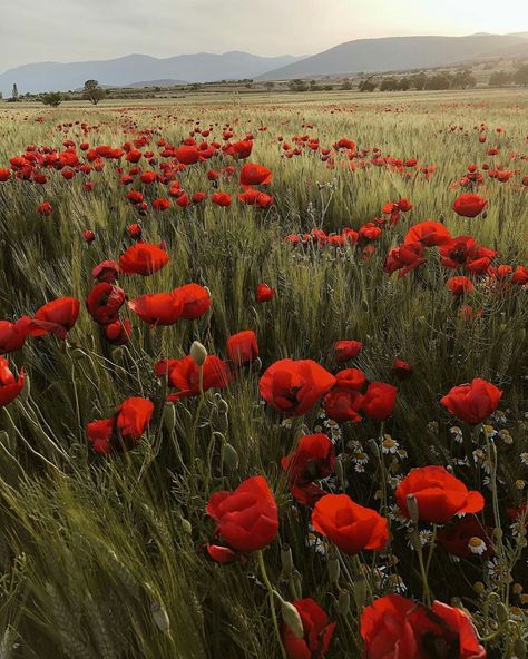 Poppies Aesthetic, Poppy Aesthetic, The Bone Season, Poppy Flower Field, These Broken Stars, Field Of Poppies, Season Aesthetic, Pretty Landscapes, Flower Art Images