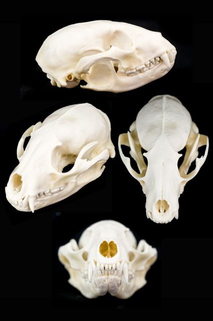 coyote skull, aardwolf skull, badger skull, beaver skull, bobcat skull, cat skull, caracal skull, dog skull, fox skull, opossum skull, rabbit skull, otter skull, hyrax skull, marten skull, mouse skull, muskrat skull, nutria skull, porcupine skull, rat skull, skunk skull, raccoon skull, mink skull Animal Skull Reference Photography, Skull 360 Reference, Raccoon Skull Art, Rabbit Skull Reference, Fox Skull Reference, Mouse Skull Drawing, Rat Skull Drawing, Skull Reference Anatomy, Raccoon Skeleton