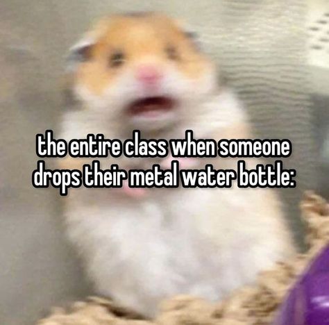 Memes Relatable So True School, Funny School Relatable, School Whispers, School Whisper, Whisper School, Funny Pix, Hashtag Relatable, Funny Animal Jokes, Whisper Funny