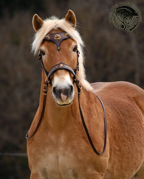 Medieval Horse Tack, Bitless Bridle Horse, Equestrian Halloween, Leather Horse Halter, Medieval Horse, Haflinger Horse, Bitless Bridle, Horse Games, Horse Riding Clothes