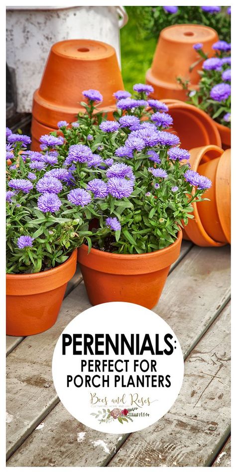 Container Perennials Full Sun, Best Perennials For Pots, Perinials For Planters, Perennials In Pots Container Garden, Perennial Container Plants, Potted Perennials Planters, Best Perennials For Containers, Perennial Flowers For Pots, Perennial Planter Ideas