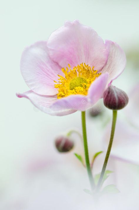 Pale pink flower Japanese anemone, close-up. Pale pink flower Japanese anemone, close up royalty free stock images Anomie Flower, Pink Anemone, Flower Japanese, Japanese Anemone, Flower Stock, Anemone Flower, Real Flowers, Anemone, Pink Flower