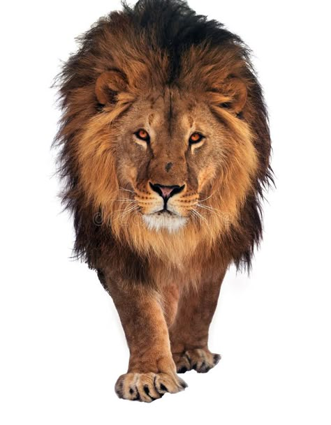 Lion walking and looking at camera isolated at white. The Lion walking and looki , #Ad, #walking, #Lion, #camera, #white, #isolated #ad Walking Lion, Lion Walking, White Wall Mural, Lion Kings, Eagle Images, Animal Anime, Lion Photography, Spiritual Paintings, Lions Photos