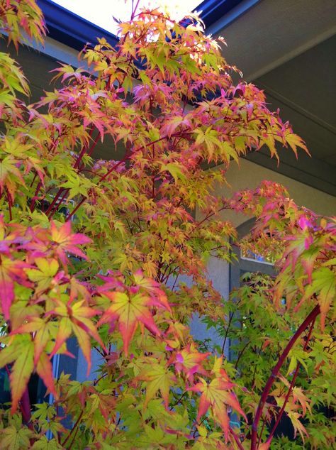 Coral Bark Maple, Coral Bark Japanese Maple, Japanese Maples, Japanese Maple Tree, Garden Idea, Maple Tree, Japanese Maple, Romantic Garden, Garden Trees