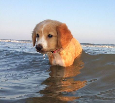 The Ocean, Swimming, Water, White