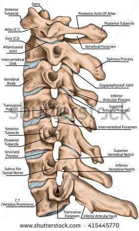 Cervical spine structure, vertebral bones, cervical bones, anatomy of human bone system, human skeletal system, vertebral morphology, lateral view Xray Anatomy, Vertebral Column, Skeleton Anatomy, Cervical Vertebrae, Human Skeleton, Body Anatomy, Types Of Cancers, Anatomy And Physiology, Chronic Fatigue