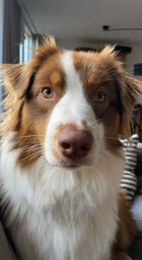 Red Tri Border Collie, Tri Color Border Collie, Brown Border Collie Puppy, Border Collie Aesthetic, Red Australian Shepherd, Red Tri Australian Shepherd, Australian Shepherd Red Tri, Brown Border Collie, Duck Toller