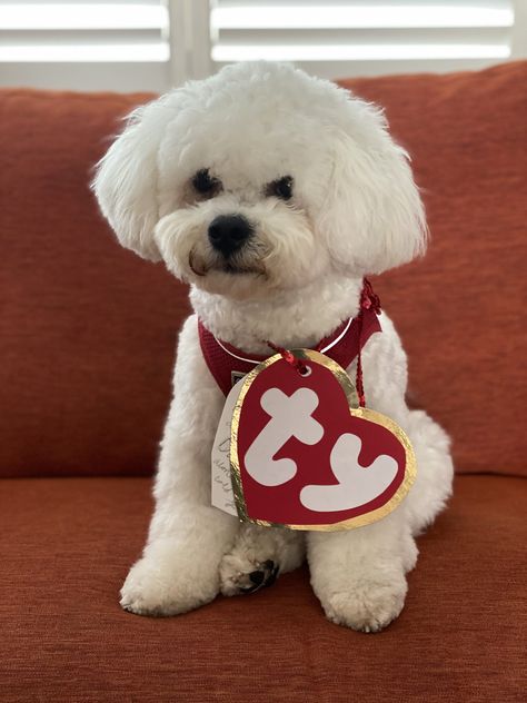 Easy Halloween costume for dogs Dog Fancy Dress Diy, Bichon Halloween Costume, Simple Dog Costumes Diy, Diy Dog Bee Costume, Diy Pet Halloween Costumes, Halloween Costumes For Dogs Diy, Easy Dog Halloween Costumes, Ty Dog Costume, Big Dog Halloween Costumes