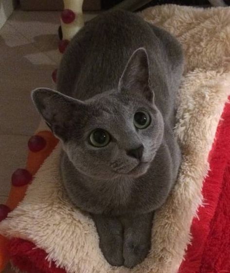 42 Blue Cat Names Russian Gray Cat, Cats Russian Blue, Russian Blue Aesthetic, Russian Blue Cat Aesthetic, Cats Blue Aesthetic, Gray Cat Aesthetic, Grey Cat Aesthetic, Blue Russian Cat, Cat Russian Blue