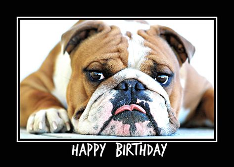 ENGLISH BULLDOG GUNNER, Happy Birthday card Bulldog Happy Birthday, Good Luck Cards, Birthday Card Template, Broken Leg, Because I Love You, Smiles And Laughs, Happy Birthday Card, Get Well Cards, Congratulations Card