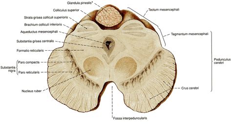 Substantia Nigra, Medicine