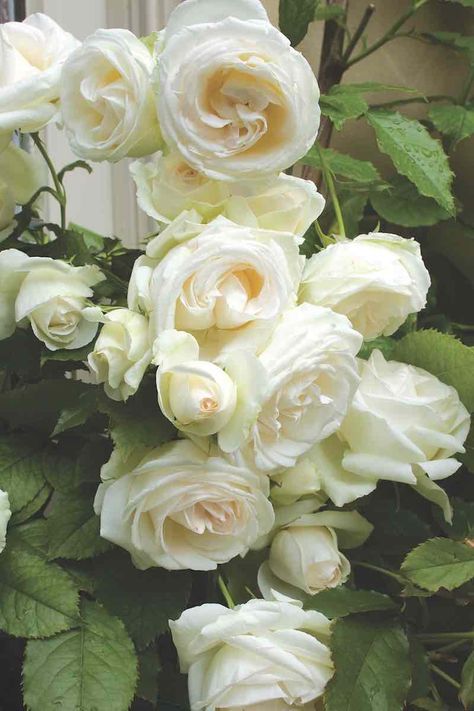 French Attitude, White Garden Roses, Roses Photography, Sweet Candles, English Country Gardens, White Garden, Rose Photography, White Gardens, Garden Roses