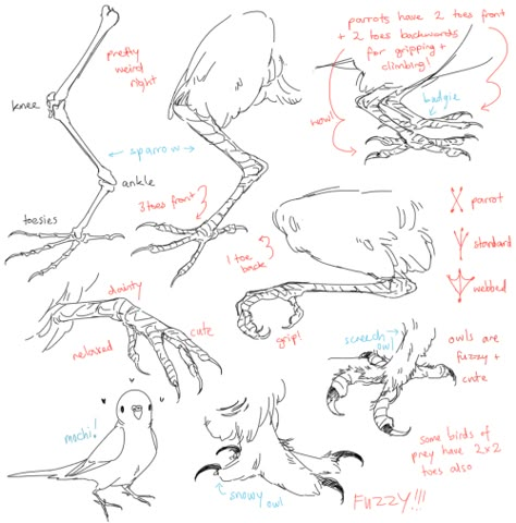 ★ mintlark art ★ , Ive been struggling with drawing harpy legs and... How To Draw Birds, Draw Birds, Wings Drawing, Art Advice, Nature Sketch, Animal Anatomy, Tutorials Drawing, Animal Study, Creature Drawings