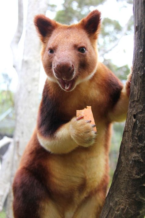 Tree-Kangaroos Coolest Animals, Tree Kangaroo, Singapore Zoo, Artsy Photography, Australian Wildlife, Rare Animals, Australian Animals, Weird Animals, Animal Tattoos