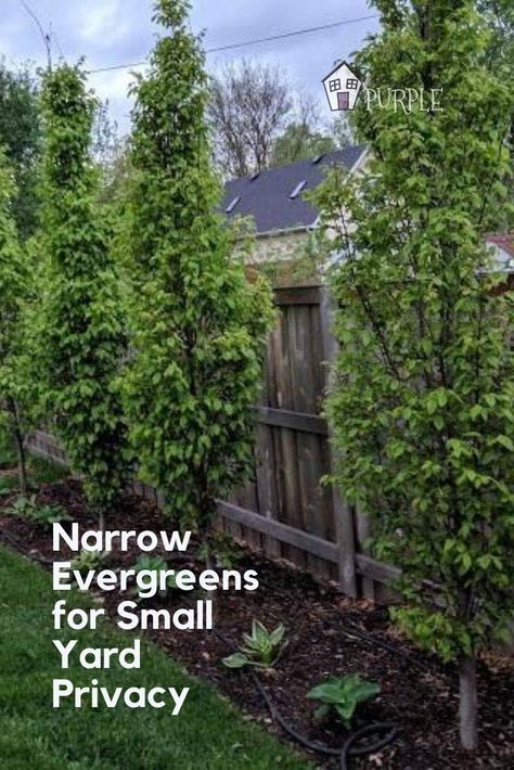 Small Yard Privacy, Narrow Evergreen Trees, Yard Privacy, Evergreen Landscape, Small Yard Landscaping, Kids Backyard, Backyard Trees, Side Yard Landscaping, Privacy Landscaping