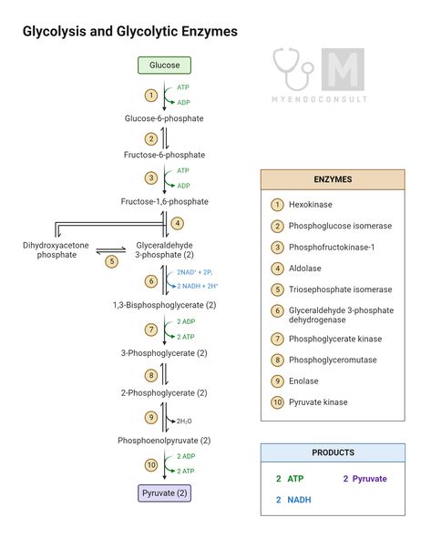 Glycolysis is a fundamental pathway in cellular metabolism, converting glucose into pyruvate in a series of enzymatically catalyzed reactions. Occurring in the cytosol of nearly all cells, glycolysis is the initial stage of both aerobic and anaerobic respiration. Glycolysis Mnemonic, Glycolysis Notes, Glycogenolysis Pathway, Glycolysis Pathways, Metabolism Biochemistry, Difference Between Prokaryotic And Eukaryotic Cells, Mcat Study Schedule, Protein Metabolism Biochemistry, Biochemistry Metabolism Pathways