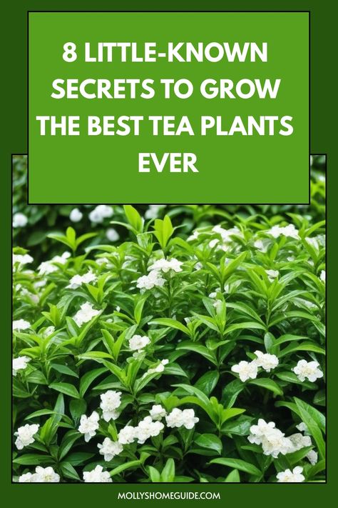 Discover the art of growing tea plants with our comprehensive guide on how to grow tea plants at home. Learn the step-by-step process, from choosing the right variety of tea plant to cultivating and harvesting your very own fresh tea leaves. Whether you're a seasoned gardener or just starting out, our expert tips and tricks will help you create a thriving tea garden right in your backyard. Growing Tea Plants, How To Grow Tea Plants, Growing A Tea Garden, Growing Tea Plants At Home, Tea Garden Plants, Growing Tea, Tea Plants, Herbal Tea Garden, Fresh Tea